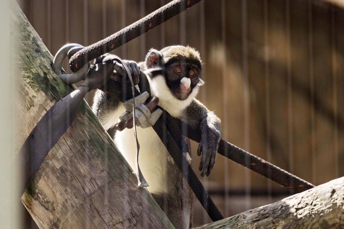 Spot-nosed guenons use a variety of vocalizations and facial expressions to convey messages within their groups, making them one of the most social and expressive monkeys in the jungle. 
#MemphisZoo