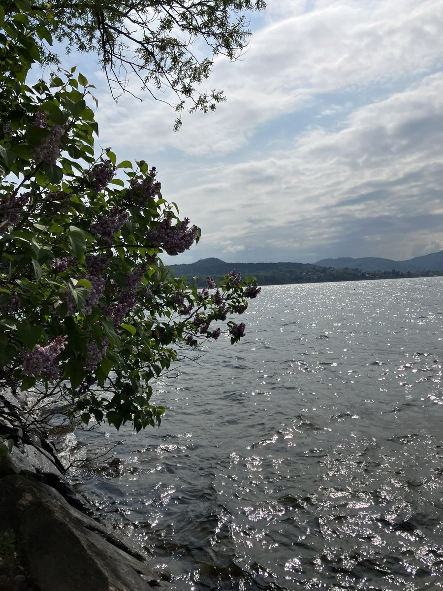 Lilas au bord du #LacMajeur #LagoMaggiore #Lombardia #Italia