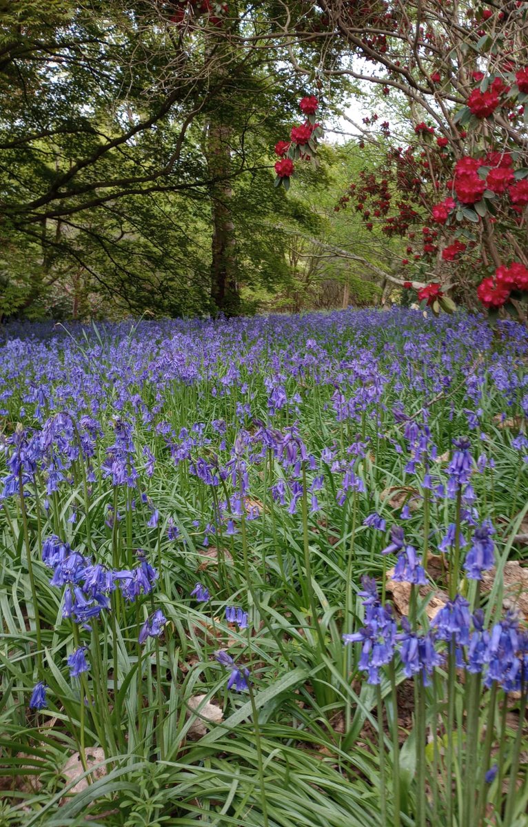 Some #NationalGardeningWeek inspiration from the bold and beautiful spring colour here at #SheffieldPark. Vibrancy around every corner 🌸🌺 Photos thanks to Dog Ambassador Lindsay & Sue M #spring #gardens #gardening #gardeninspiration #bluebells #rhododendron #magnolia
