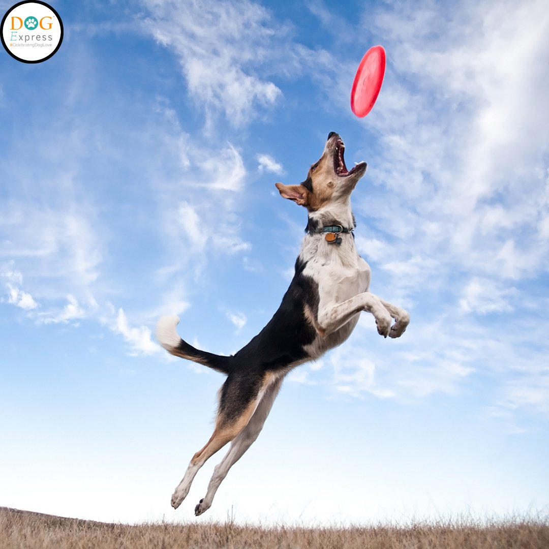 Let's Play with Frisbee 🥏

#Dogexpress #Celebratingdoglove #Doglovers #Dogowners #lovemydog #doglove #doglife🐾 #dogmeme #dogplaying #dogplayingfreesbee #dogfuntime🐩 #dogmemesdaily #dogpicture #petstagram #dogstagram #dogsofinstagram