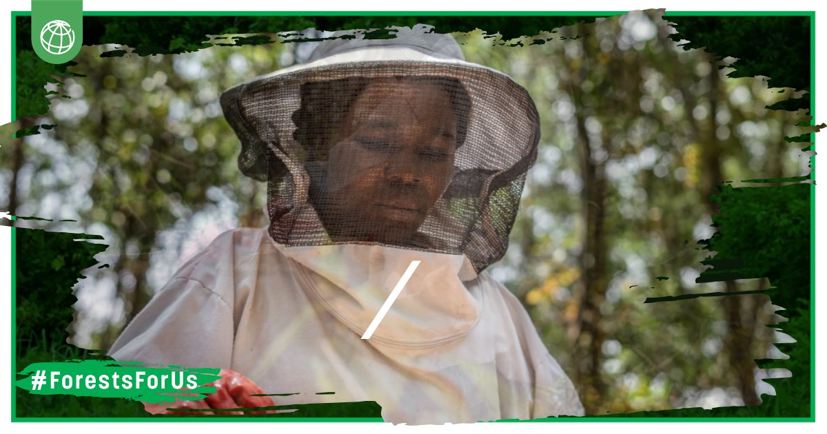 #ForestForUs | Le bassin du #Congo est d’une importance vitale pour l’Afrique et pour le monde. En misant sur l’apiculture, les populations locales protègent la biodiversité tout en augmentant leurs revenus. 
wrld.bg/itM350Rnfjx