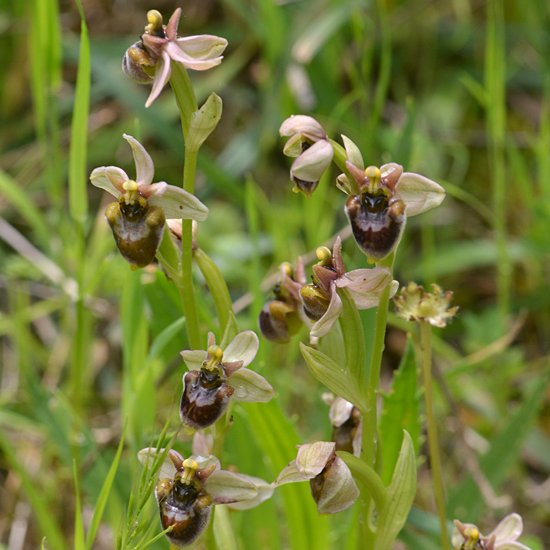 More Gargano orchids with my @naturetrektours group last week. At one site we found some fine specimens of Bug Orchid (Anacamptis coriophora) and a very attractive hybrid between Bumblebee and Sawfly Orchid (Ophrys x sommieri) #TwitterNaturePhotography