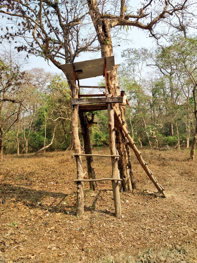 Matiyas Kharia descends from a watchtower inside #Jaldapara. In this national park in #Alipurduar, rhinos numbers have touched 292 from only 14 in 1985. #WestBengal @ParveenKaswan @paragenetics @pargaien @JungleWalaIFS @AnupamSharmaIFS @rameshpandeyifs tehelka.com/conserving-rhi…