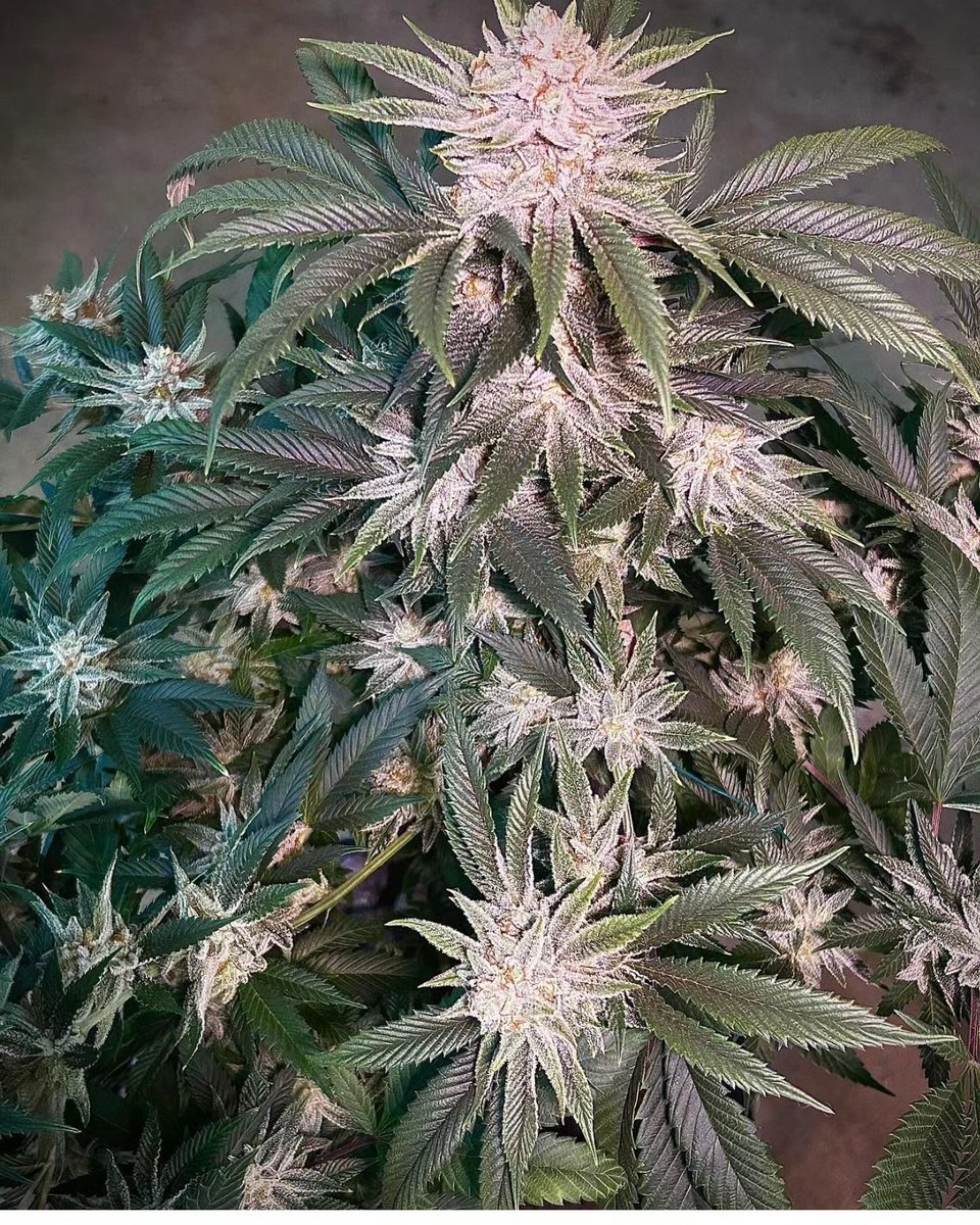 Lucky Charms f2: (The White x Appalachia). Original cross by Bodhi Seeds. F2s are available at terpfi3nd.com