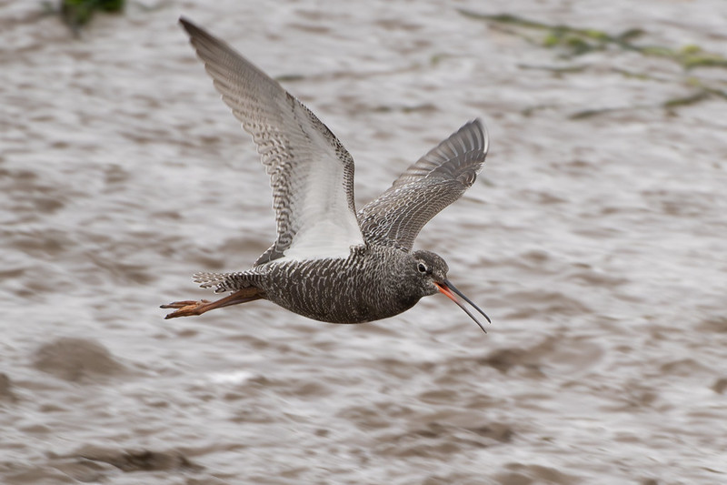 A stunning image of the long staying Conder Green Spotted Redshank yesterday by @paul_ellis24 for more images see Paul's flickr gallery : flickr.com/photos/the_tre…