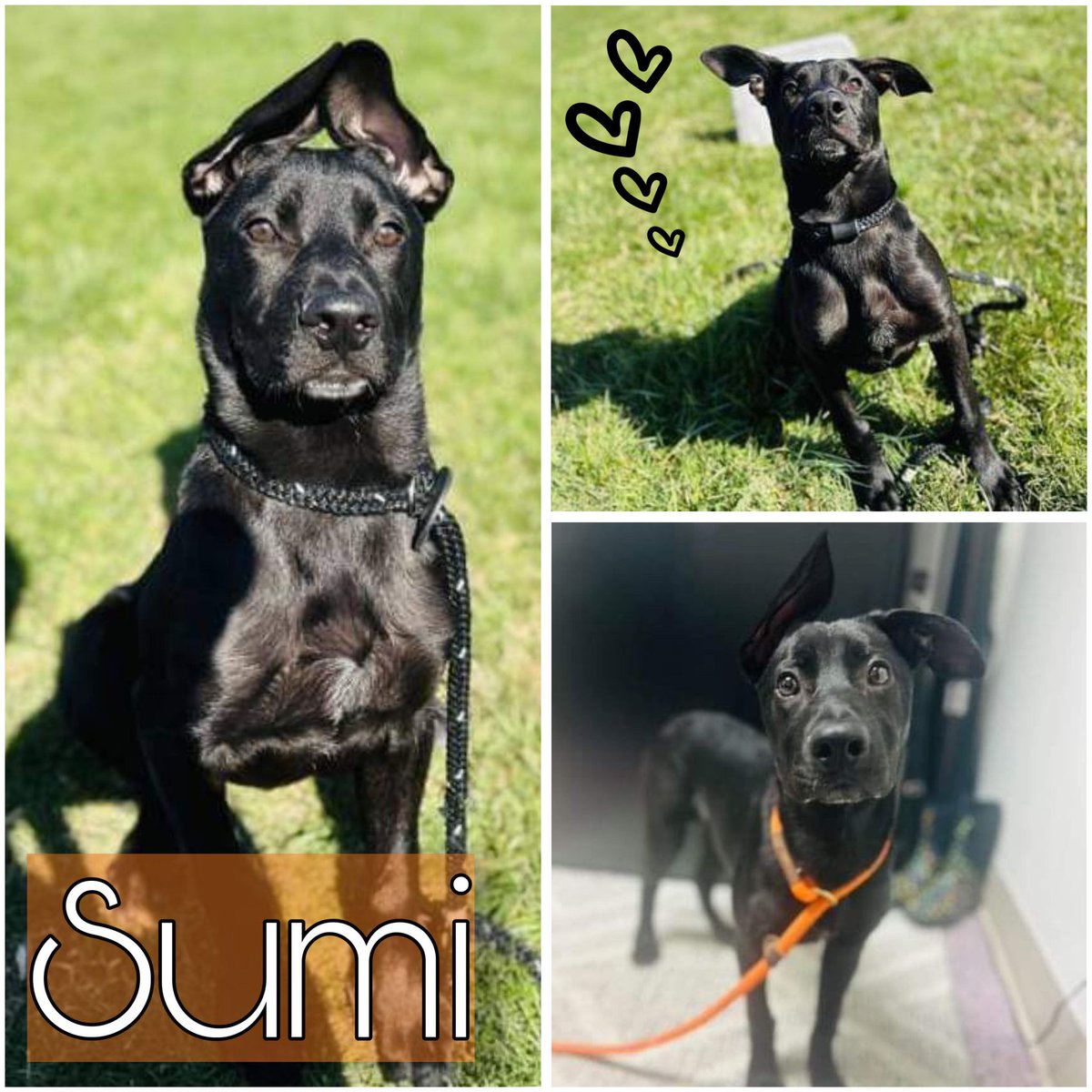 Sumi is our #PetOfTheWeek! She is full of energy and has a sweet disposition. She loves her stuffed animals, and gets along well with kids and other dogs. Come meet this sweet girl at @HumaneHBG: bit.ly/4dg6kxf
#LoveHBG #Dogs