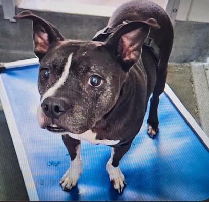 🆘 MEDICAL 9 YRS OLD #SENIORDOG LALA 💝 #A702436 (F, 40lb) LEFT BY OWNER IS BEING KILLED TODAY 4.29 AT SAN ANTONIO ACS #TEXAS‼️ Friendly, sweet, house & potty trained. 🚨📝diarrhea, inappetence per previous Owner, anxious To #foster / #AdoptDontShop ☎️2102074738 #Pledge 🙏🏼