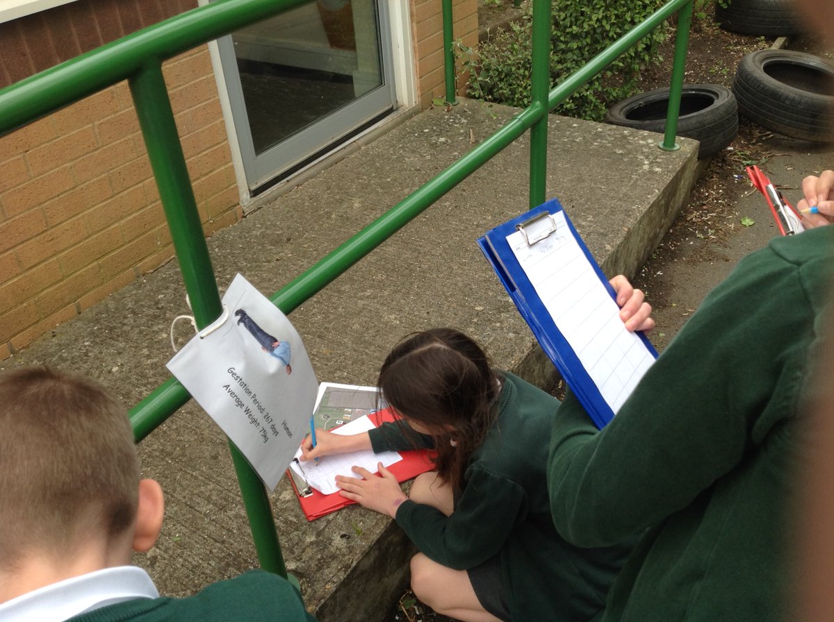 CrocClass's tweet image. Which animal has the longest gestation period?  Is it the heaviest animal? Crocodiles Class went on a scavenger hunt this afternoon to collect data about the gestation periods of different animals to test out the predictions they had made.  There were a few surprises! @WillowsCE