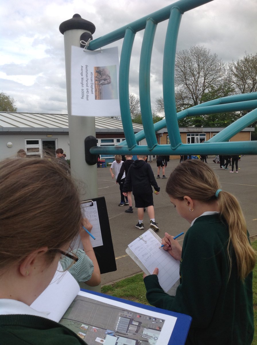 CrocClass's tweet image. Which animal has the longest gestation period?  Is it the heaviest animal? Crocodiles Class went on a scavenger hunt this afternoon to collect data about the gestation periods of different animals to test out the predictions they had made.  There were a few surprises! @WillowsCE