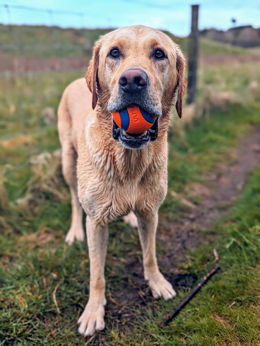 Ball. 
Ball Ball Ball Ball Ball.
That is all.
#dogsoftwitter #dogs #dog #labrador