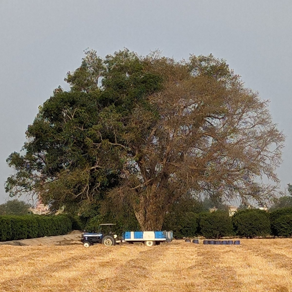 On my farm - half the Pipal tree is dead. It was probably this big even when my father was born. I have never seen such happen before. I pray the leaves sprout. Something is fundamentally changing & humanity is still not able to grasp the enormity of it all.