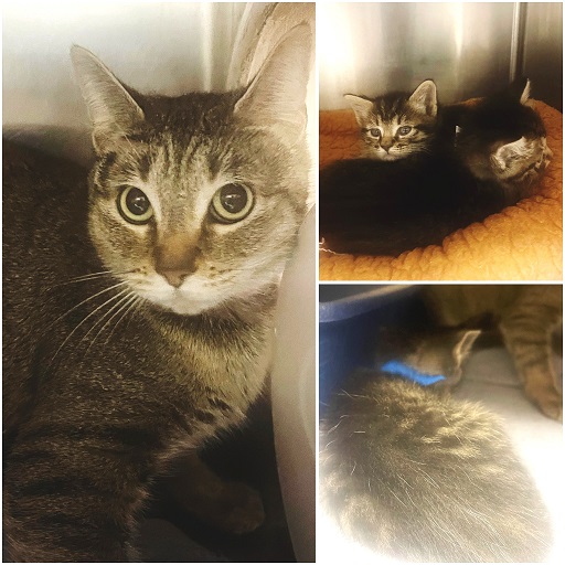 🎊RESCUED! THIS TABBY MOM & 3 KITTENS R SAFE!🎊 ▶facebook.com/cobbcountykitt… ❤TY 4 PLEDGING & SHARING❤ 👏🏽TY Furkids Animal Rescue @furkidsinc ➡2 honor your pledge or donate PayPal email info@furkids.org *Mark 4 tabby mom & 3 kittens from Cobb PayPal link: paypal.com/paypalme/furki…