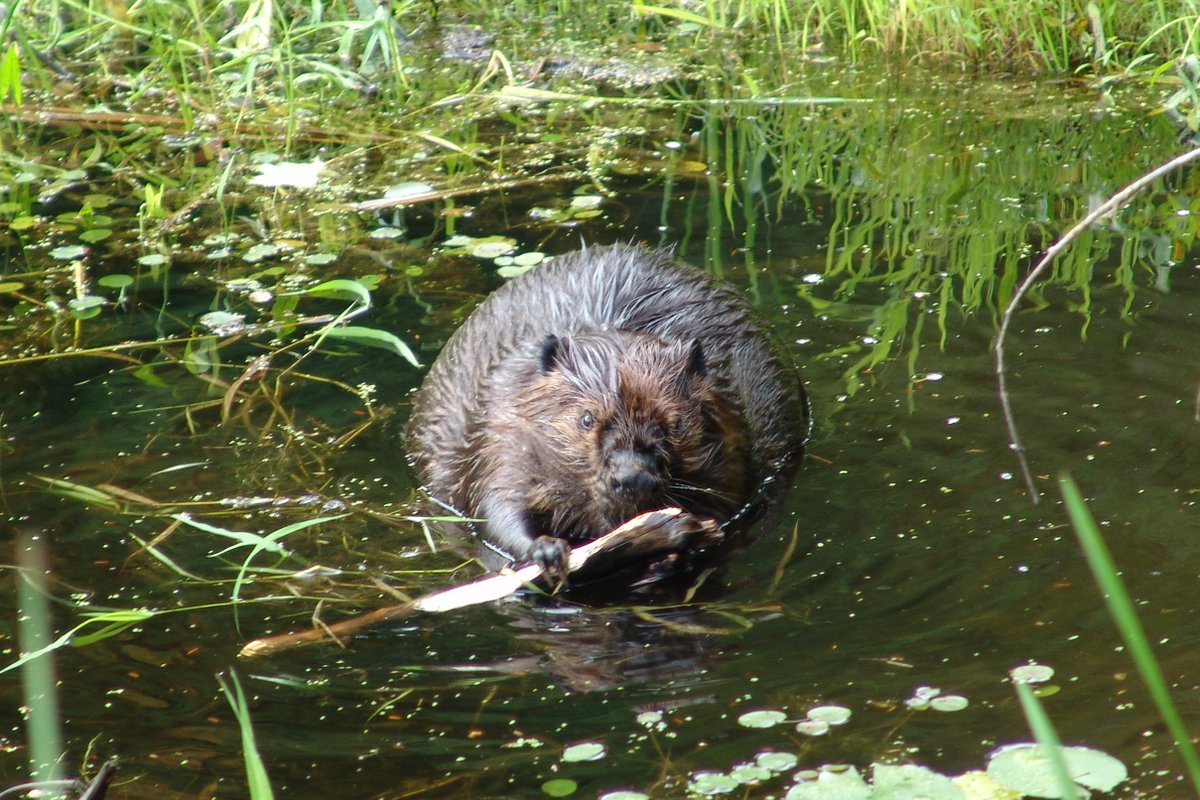 Cataraqui Conservation owns and manages over 4,700 hectares of environmentally significant lands for the protection of vulnerable habitat, watershed management, and valuable natural resources. ow.ly/zEaR50KgRjk