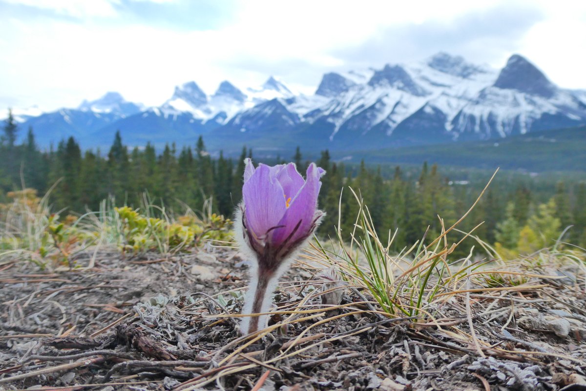 We're at the height of Prairie Crocus season! Did you know it's not actually a Crocus? Find out why for this #WednesdayFriendsDay kananaskis.org/prairie-crocus/