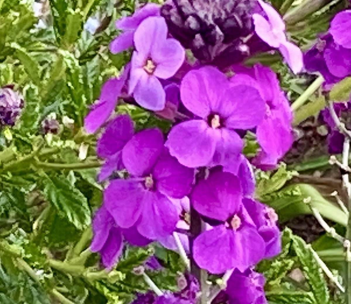 Happy #MagentaMonday #flowers #GardeningTwitter #pink #spring #MyGardenShow #GardeningX #SundayYellow @DigiGranBiz @BellverMj @FopianoJoy @s4r4h_l @23Hil @JonNormanDesign @jillwebbwords @IANGPhotographR @GardenByTheSea @JillBrown231 @christinedemar @FreyaSnowball @Susiekeane4