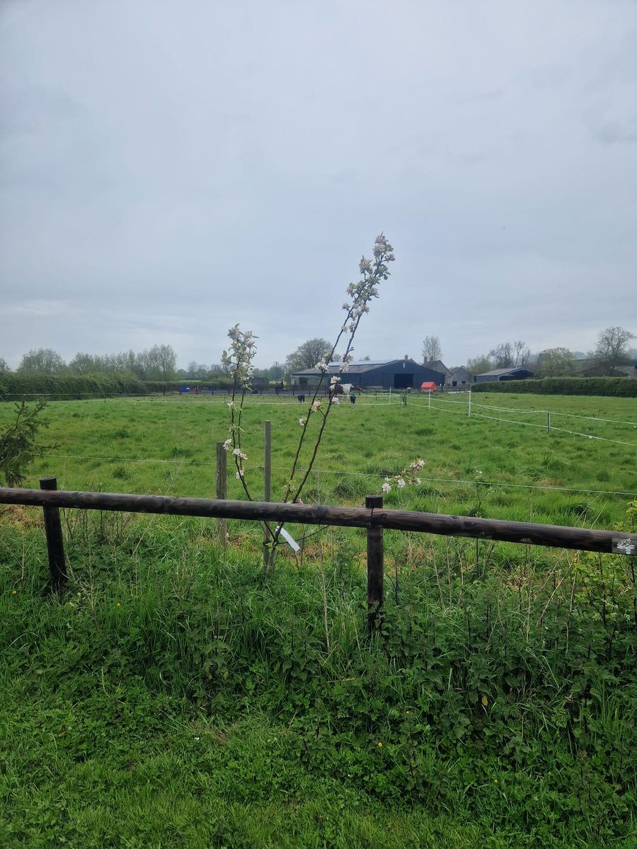 The fruit trees that the team planted in February 2023 are looking wonderful filled with blossom. We were able to plant these thanks to a @vetpartnersuk well-being competition to build a scarecrow. #kingshay #competition #outdoors #fruittree #countryside #somerset #glastonbury