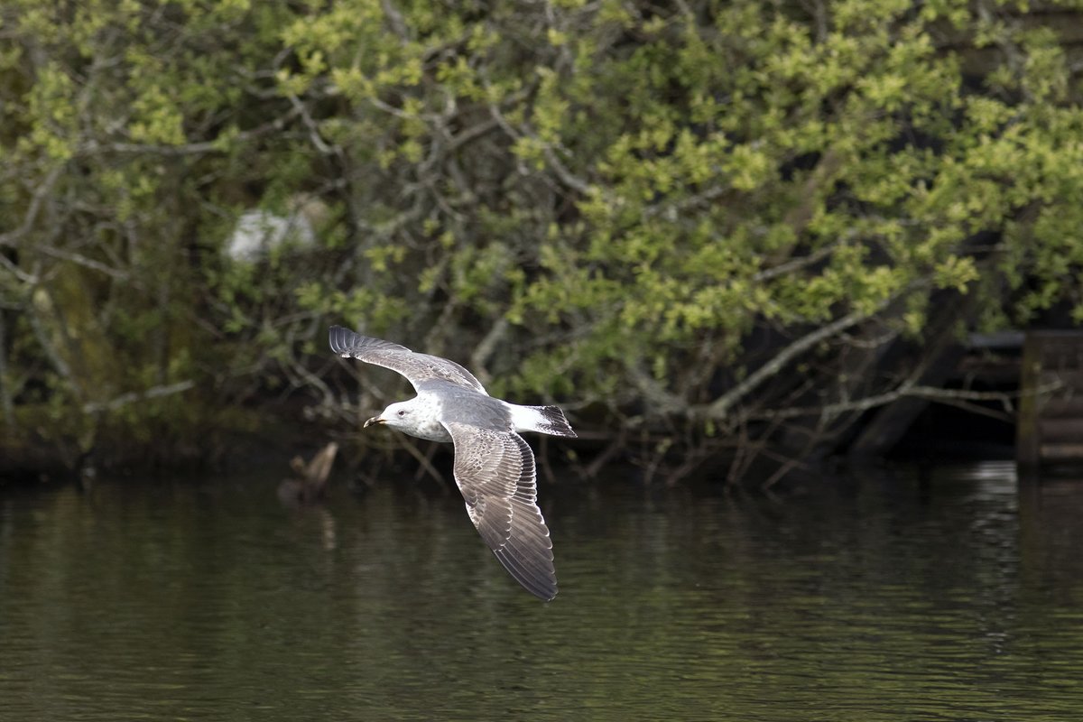 cork_birder tweet picture