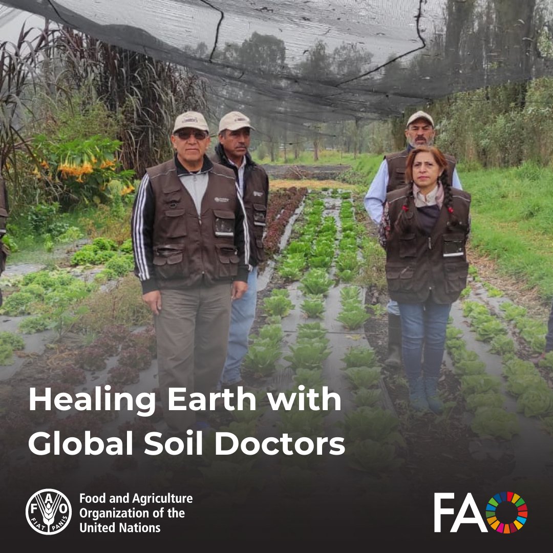 Across 21 countries, @FAO's Global Soil Doctors Programme is transforming agriculture by training farmers to become soil experts. These soil doctors use sustainable practices to rejuvenate the land & enhance crop yields. Get to know them👉 ow.ly/wagr50RqqfH #SoilHealth