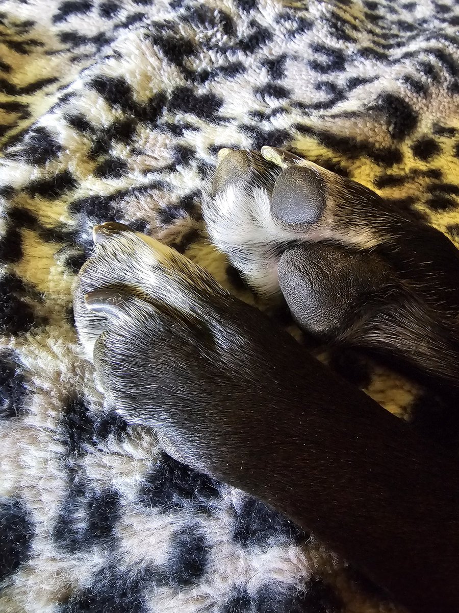 🎶 Toe beans toe beans toe beans TOE BEANS 🎶 the dog is Jolene, My Mellow ❤️