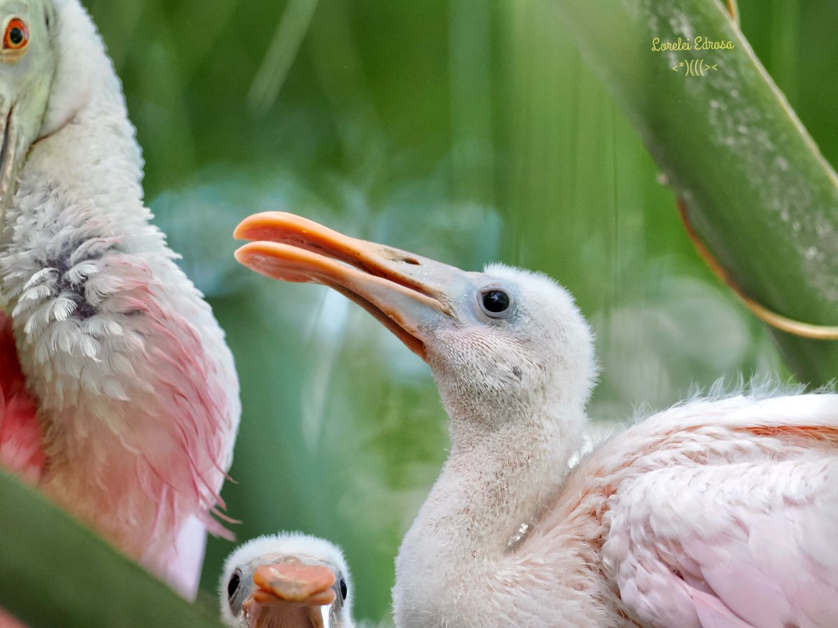 #AlphabetChallenge #WeekR 
Roseate spoonbill baby photobombed by mama and sibling