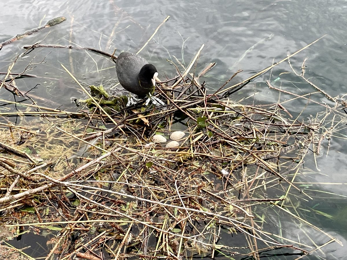 Saw this Coot nest at Lakeside, but it looks like the eggs have been flooded by the heavy rain yesterday.