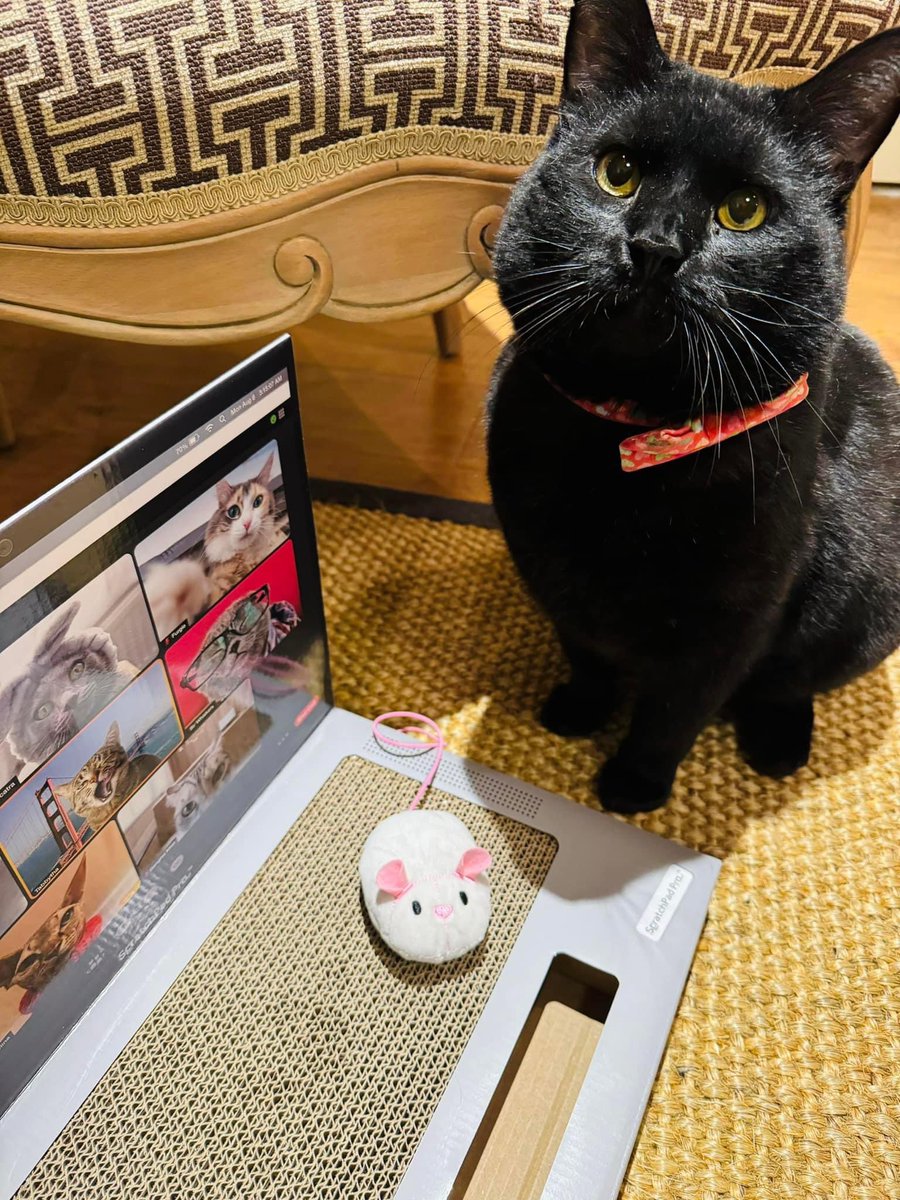 Soft Side kitty Chonk’s Aunt Genny thinks he needs to start earning his keep around here, so she sent him his very own laptop! What do you think - should he take over our twitter account for a day?
