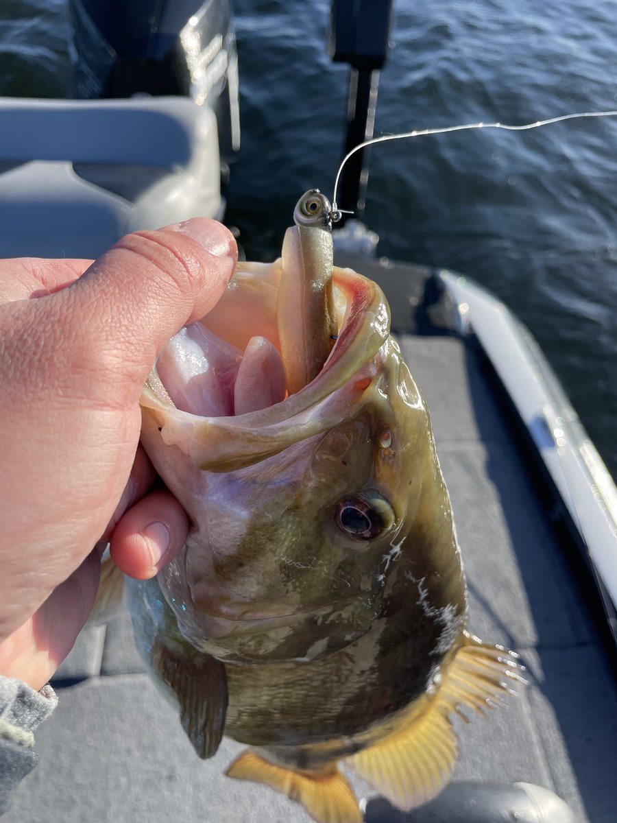 Crushin' Bronzebacks on the Smeltinator! 🎣 #TeamNorthlandTackle Abby and Mike recently had a day filled with hooksets and smallmouth! Most of their fish came on 1/8oz and 1/4oz Smeltinators in the color SMELT! Prespawn smallies can't resist the Smeltinator! 🔥👊