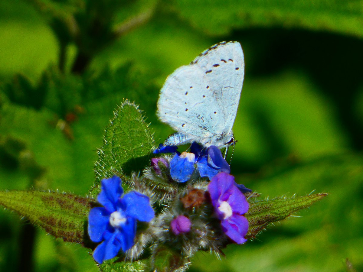 Holly Blue feeding on blue alkanet, Fermyn Woods Country Park today. @dave_b_james @BedsNthantsBC