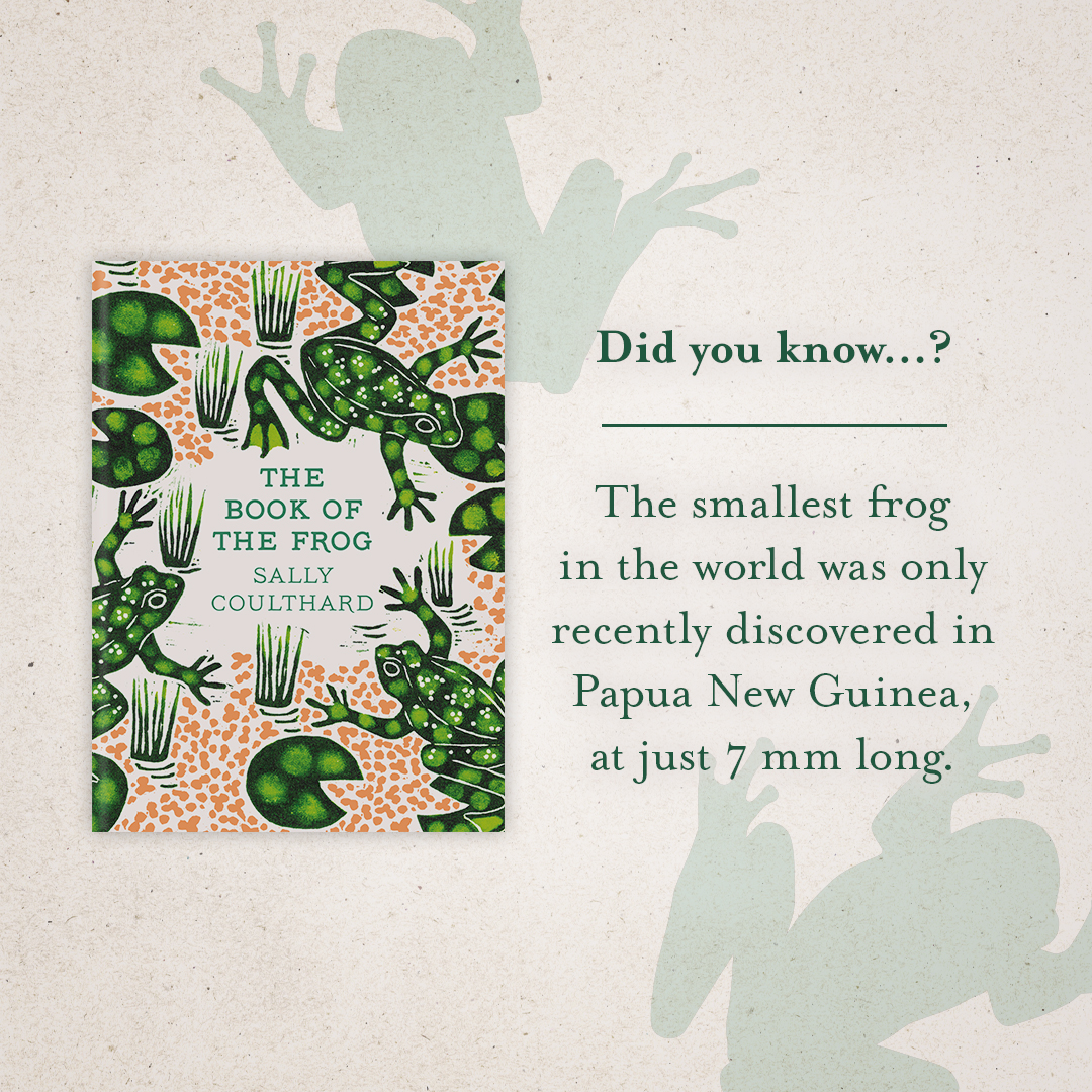 🐸Did you know…⁉🐸 The smallest frog in the world was only recently discovered in Papua New Guinea, at just 7 mm long. #TheBookOfTheFrog by @SallyCoulthard is a fascinating exploration of the cultural and natural history of frogs. Out 9th May: bit.ly/3xIPEyc