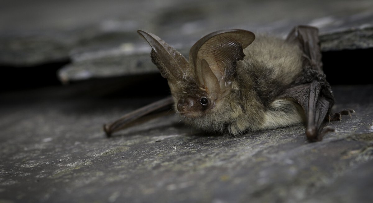 Join the @BBOWT on an introduction to bats talk and walk on the evening of Wednesday 1 May. Learn how to identify the different bat species and go on a guided bat walk with bat detectors in Windsor Great Park. Sales end soon: bbowt.org.uk/events/2024-05… @visitwindsor