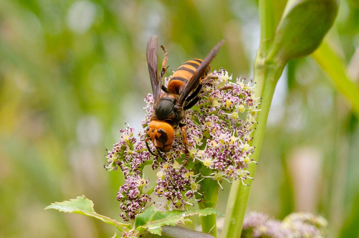 Hornets are the most important pollinators for some plants: Angelica decursiva and Angelica hakonensis are primarily pollinated by hornets, which are seldom seen as main pollinators. earth.com/news/hornets-a… #EarthDotCom #EarthSnap #Earth