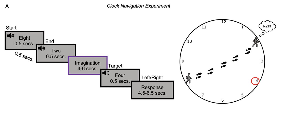 We’ve developed an imagined navigation paradigm in which early blind and sighted individuals were asked to imagine navigating in a clock-like environment while undergoing fMRI 5/12