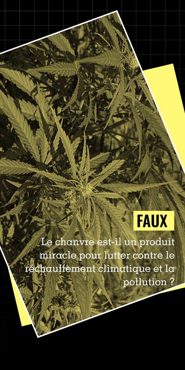 🧐Plus respectueux de l’environnement et bon pour la santé, le chanvre industriel est présenté comme une 'plante aux mille vertus'. On vérifie trois affirmations sur la plante qui circulent sur les réseaux sociaux. Pour lire l'article 👉 lessurligneurs.eu/le-chanvre-est…