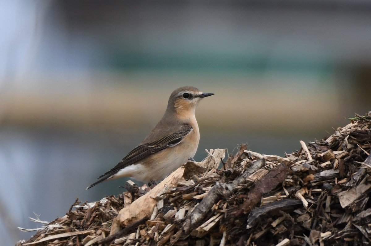 Wheatear at Woodoaks Farm this afternoon. @Hertsbirds #hertsbirds #londonbirds @FarmWoodoaks