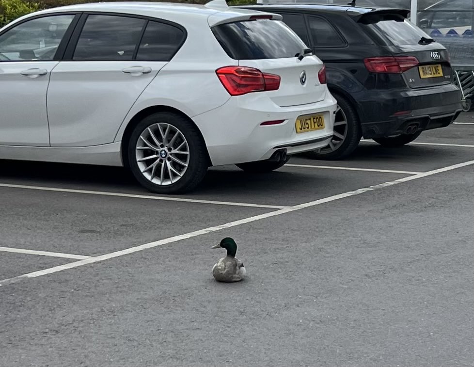“i is parking here 🦆”
#ducksofinstagram #instaducks