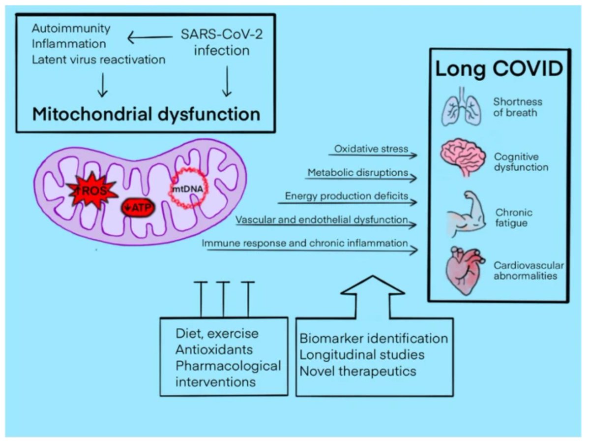 📢New Open🔓 Access Paper Alert Mitochondrial dysfunction in long COVID: mechanisms, consequences, and potential therapeutic approaches by Tihamer Molnar & Erzsebet Ezer et al. rdcu.be/dF9fZ #LongCovid #mitochondrialdysfunction #chronicfatigue #postinfectioussyndromes
