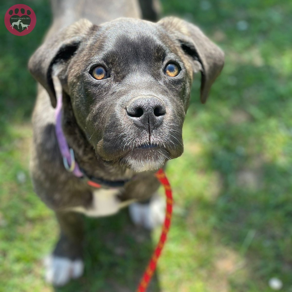 'Happy Monday!' from the reigning queen of confidence herself, Dancer! Dancer is one Angel's pups who's yet to find her furever family. Our next adoption transport trip is just around the corner, but after that, there won't be another until September. With little interest so