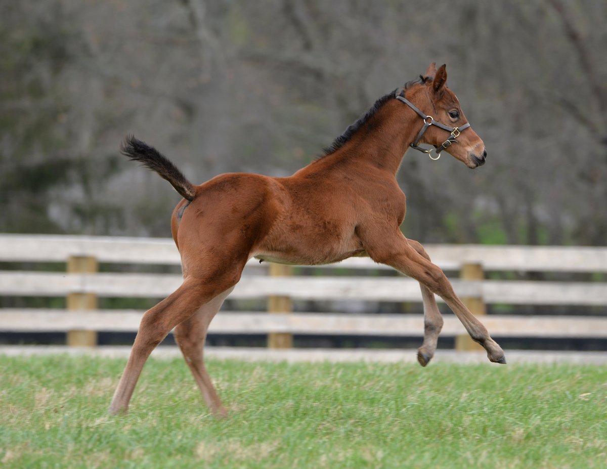 Launching into Kentucky Derby week! 🚀 #MondayMotivation #Storkstreet #BredandRaised #foalsof2024