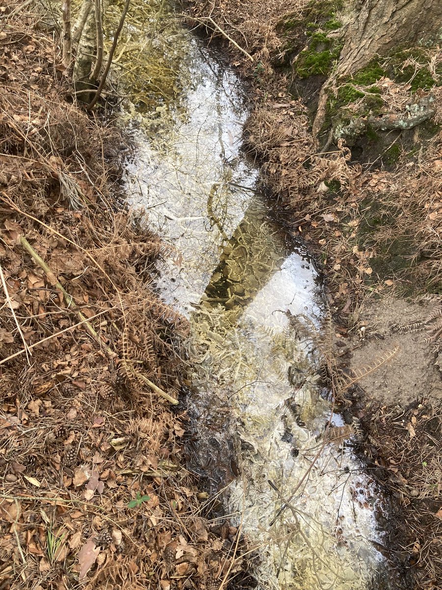 Came across this ditch on a survey in some heathland, seems to have some white crusty stuff on all the silted vegetation in the water, does anyone know what might have caused this?