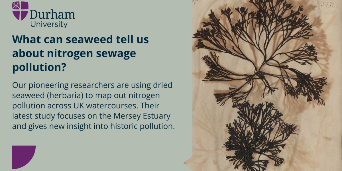 New research by @freyaalldred & @GrockeSIBL from @DurUniEarthSci with @GezReid reveals urgent action is needed to clean up a major UK river. The study, published in @EnvSciRSC, used seaweed samples from @World_Museum & here's what it found 👉 brnw.ch/21wJhRM #DUresearch