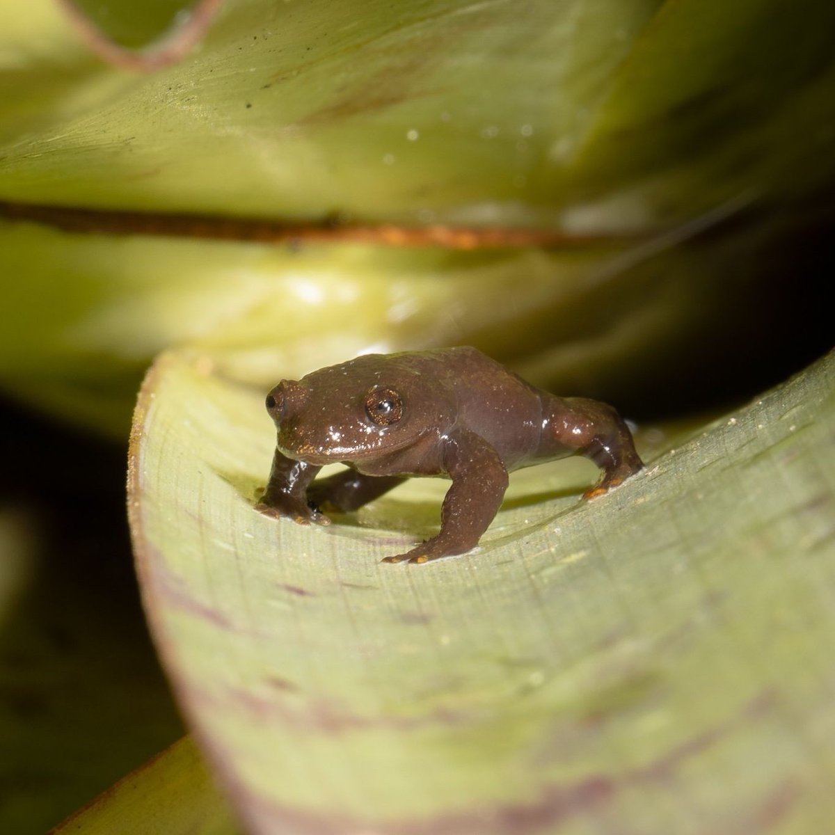 DurrellWildlife tweet picture