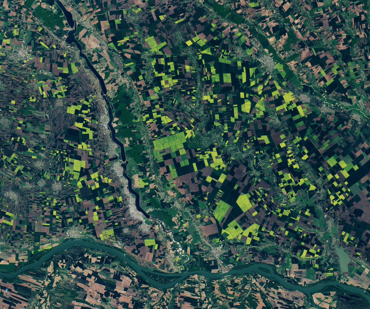Imagine superbă 🤩 a satelitului @NASAEarth 🇺🇸 #Landsat8 🛰️ cu terenuri agricole 🚜 din sudul 🇷🇴 României, aflate la intersecția râului Olt cu Dunărea. Ce culorile frumoase ale câmpurilor! #Romania Aflați mai multe ➡️ tinyurl.com/yc5vvwnc