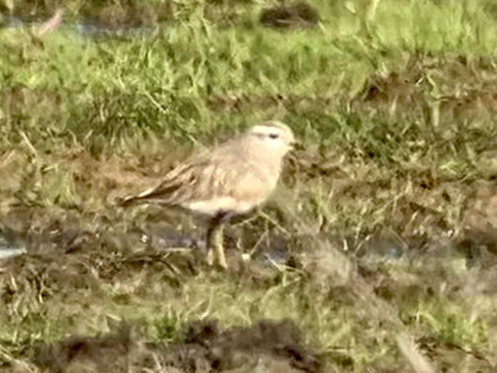 Dotterel at Aldeburgh Marshes this afternoon was a memorable bird to mark my 200th species in Suffolk this year. Congrats to finder Val Lockwood and thanks @aldebirder for precise directions. My first in the county for many years.