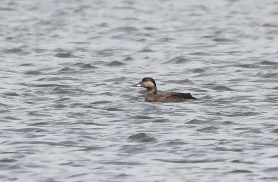 Common Scoter still on Stockers Lake today. #hertsbirds @Hertsbirds #londonbirds