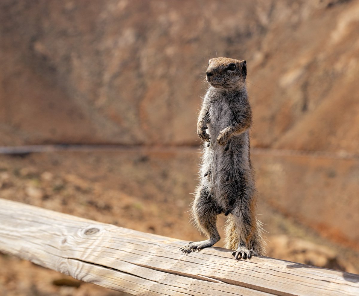 Not Otters... But Barbary Ground Squirrels in #Fuerteventura