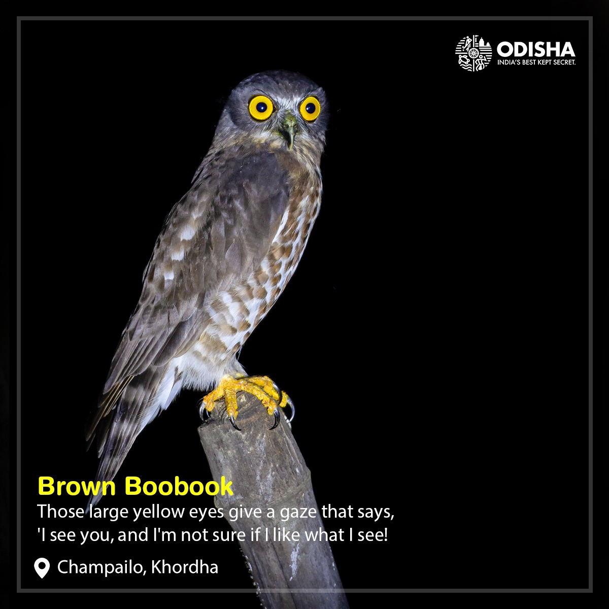 Brown Boobook also known as Brown Hawk Owl because of their longish tail and inconspicuous facial disk, which  lends them a hawk-like appearance. They roost during the day and forage at dusk and at night.

📸 Bibek Bibhupada at Champailo

#BirdsOfChilika #OdishaTourism