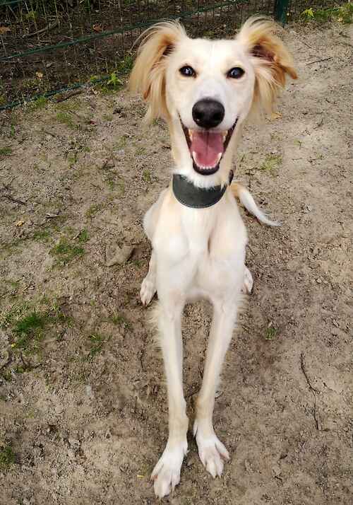 Please retweet to help Ren find a home #NEWROMNEY #KENT #UK 🔷AVAILABLE FOR ADOPTION, RESISTERED, BRITISH CHARITY🔷 Male 4 years, Saluki 'Ren is an affectionate, lovable lad who is looking for a new home through no fault of his own. He is not a fan of being left alone so would