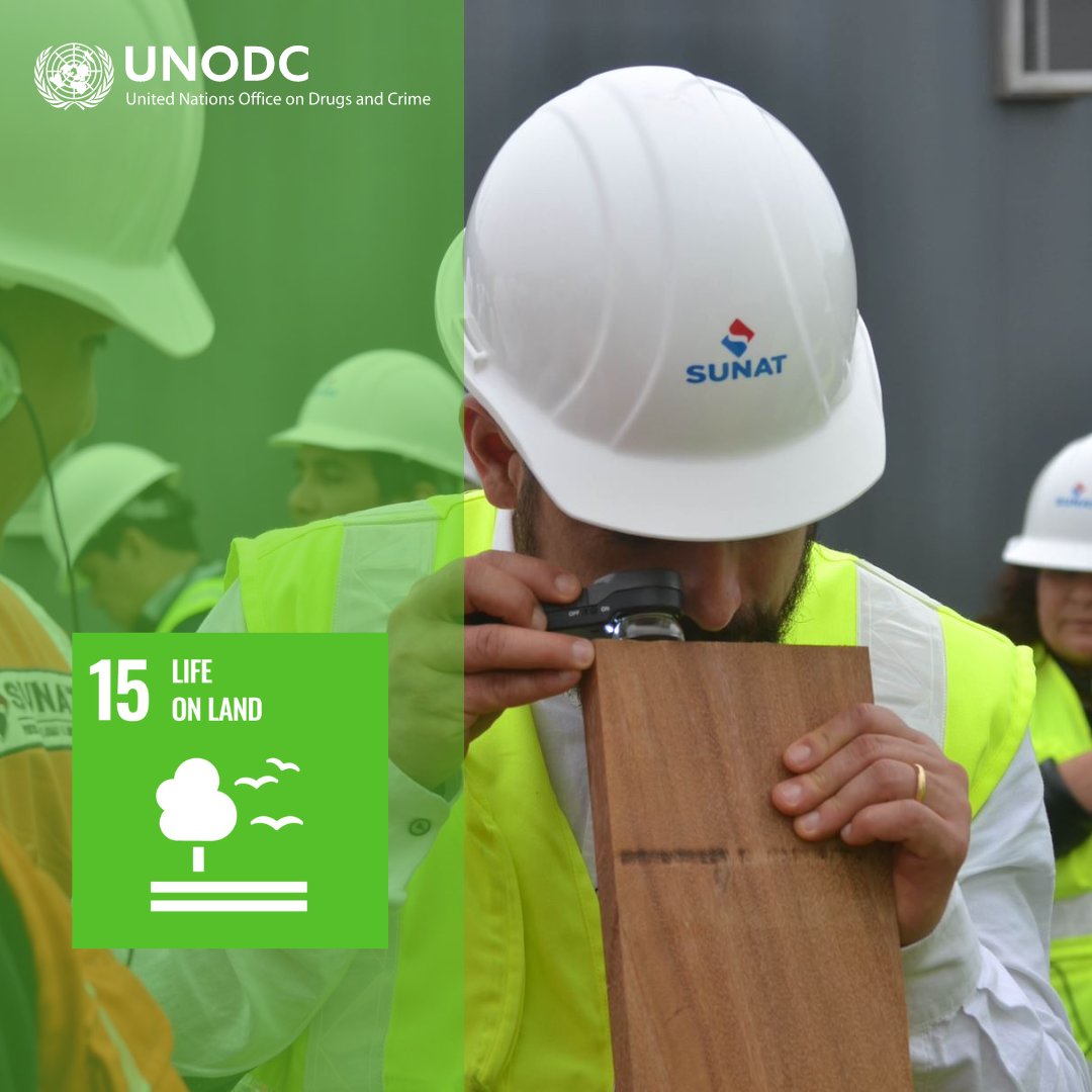Deforestación global, tala ilegal y tráfico de madera dañan los pulmones de nuestra🌎. #UNODC ayuda en la identificación de madera y trabaja con las fuerzas del orden para combatir la corrupción y terminar con los crímenes ambientales. ¡Protejamos nuestro planeta! #ODS15