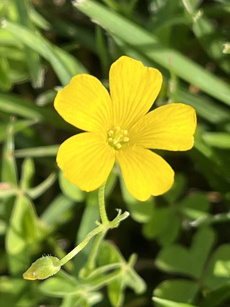 A beautiful day, beautiful shot! 🌼
#MacroMonday #MondayMorning #photography #NatureBeauty #FlowersOfTwitter #flowerphotography #picoftheday #photographers #photooftheday #beautiful #NatureLovers #outdoorphotography #natureisamazing