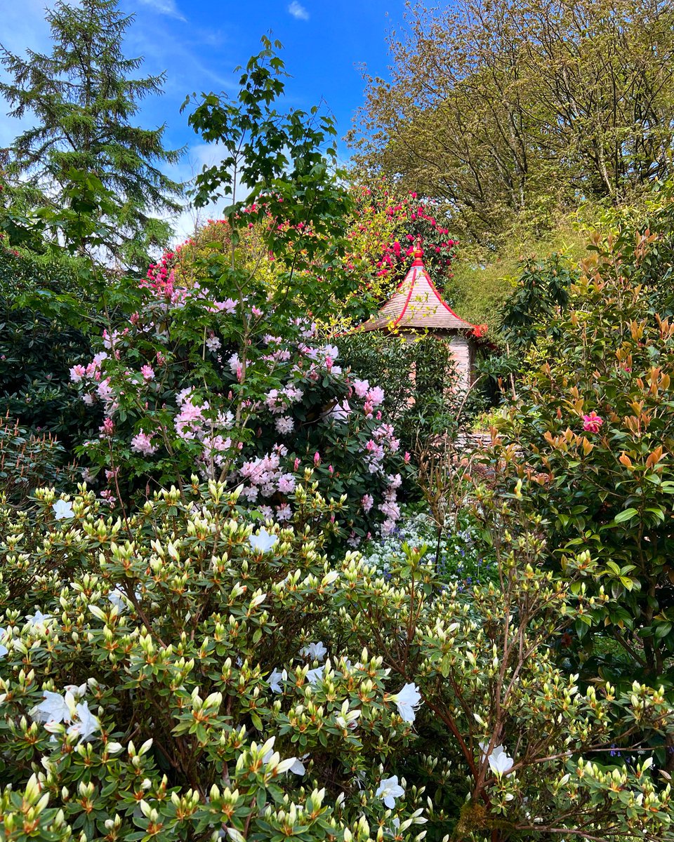 Our Himalayan Hut hidden amongst the stunning colour in the Himalayan Valley! 

#blarneycastle #blarneycastleandgardens #blarneygardens #blarneystone #cork #ireland #irelandsancienteast #discoverireland #spring